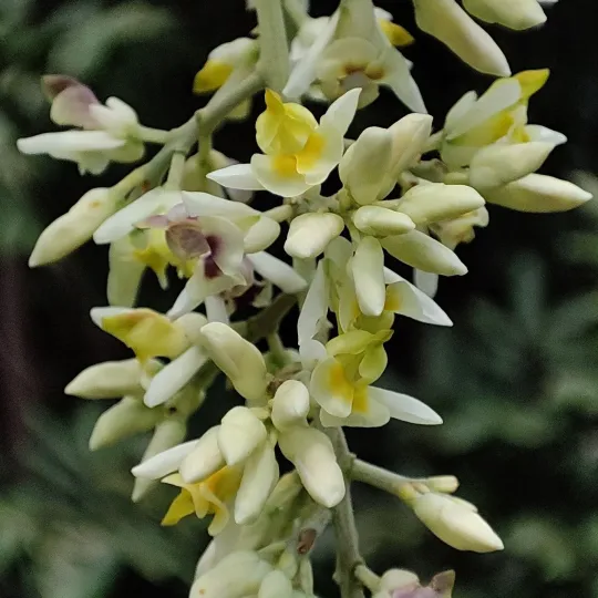 Bredemeyera floribunda