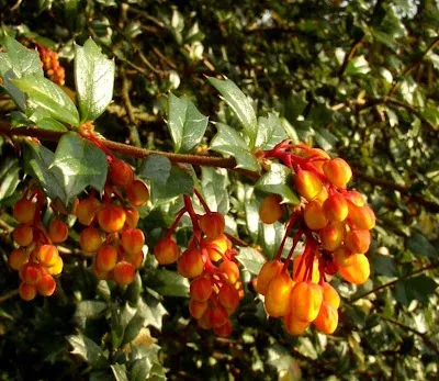 Berberis insignis