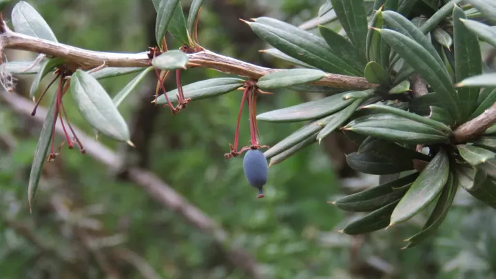 Linear-leaved barberry