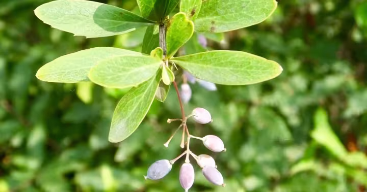 Berberis lycium