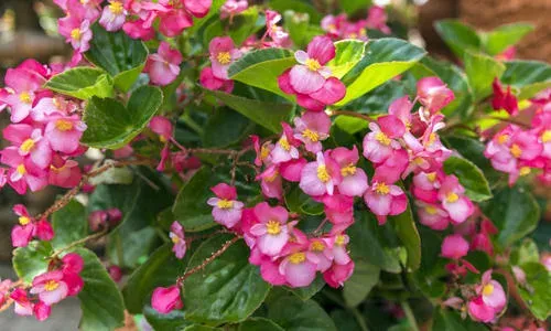 Wax begonia