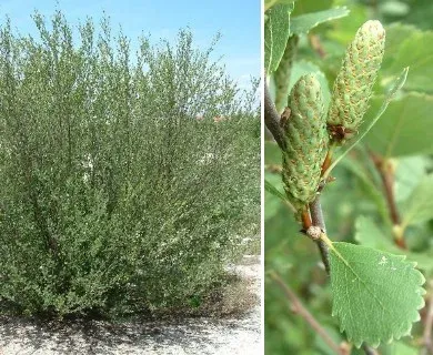 Northern birch