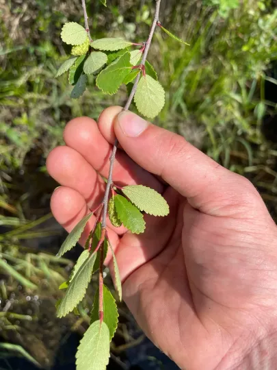Swamp birch
