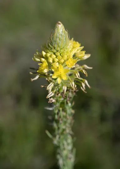 Bulbine narcissifolia