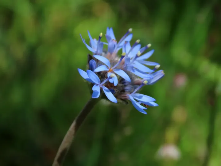 Брунонія австралійська
