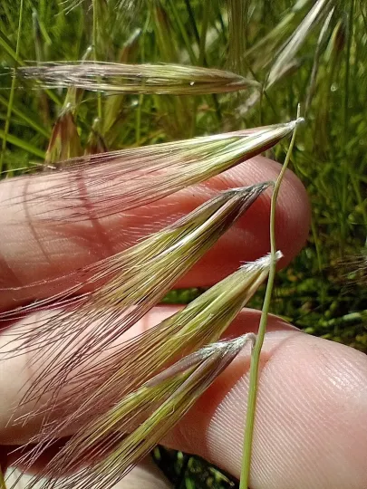 Bouteloua megapotamica