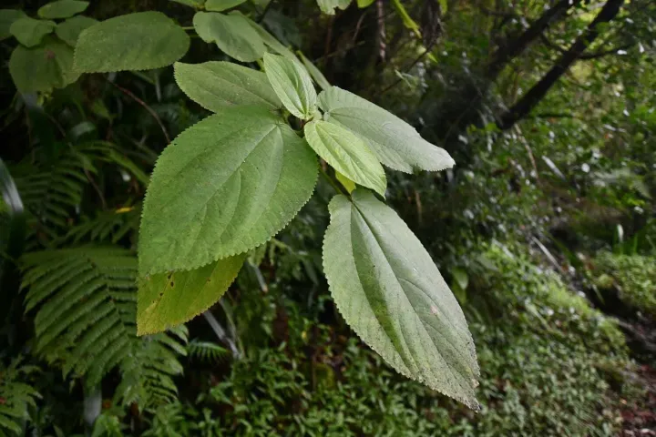 Boehmeria grandis