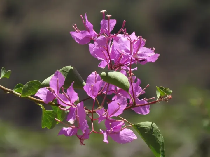 Bougainvillea peruviana