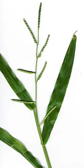 Brachiaria argentea