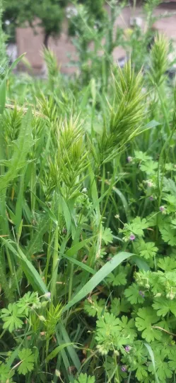 Broom brome