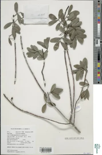 Bursera inaguensis