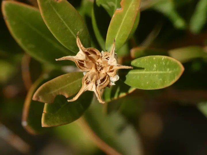 Balearic boxwood