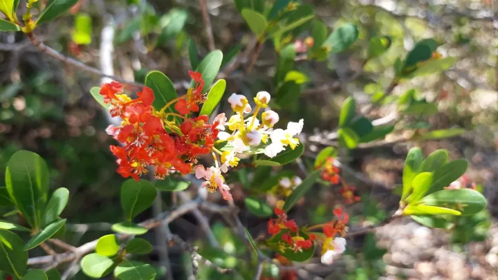 Byrsonima lucida