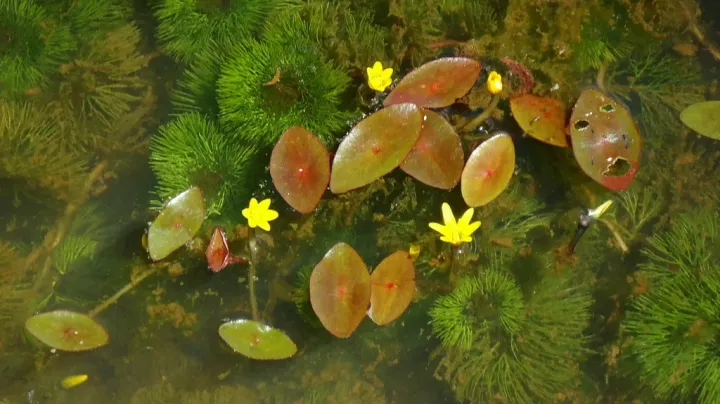 Cabomba aquatica