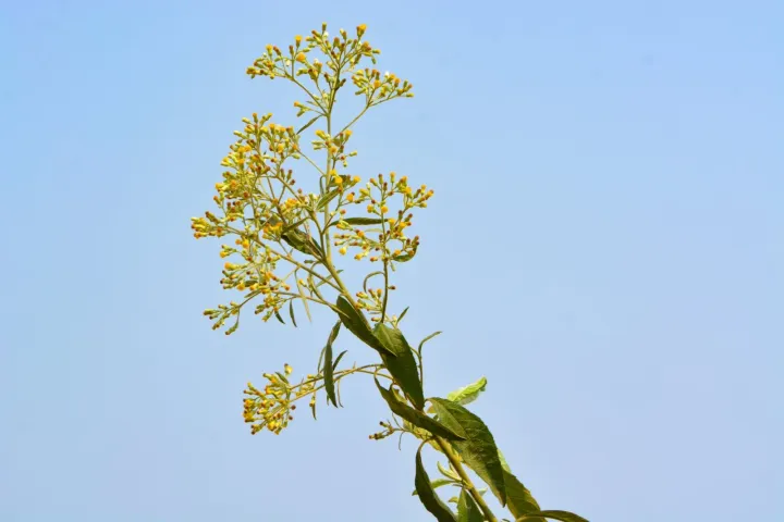 Blumea balsamifera