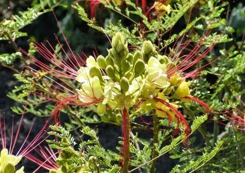Bird of paradise bush