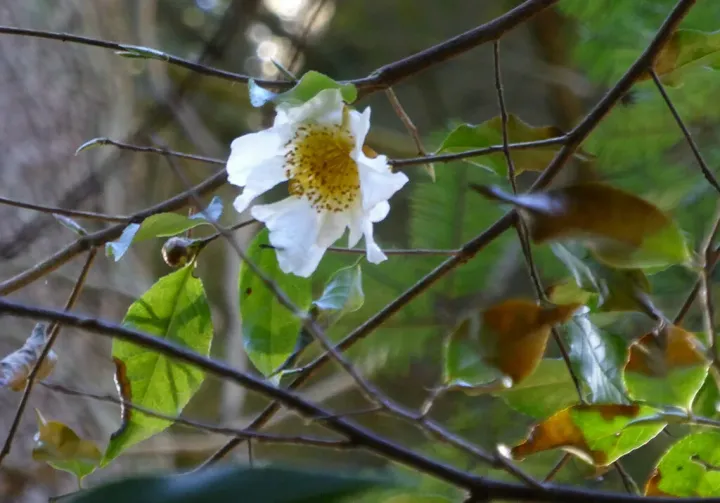 Yunnan camellia