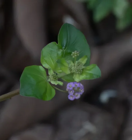 Boerhavia decumbens