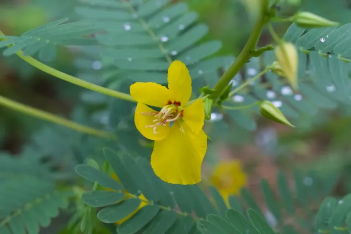 Partridge pea