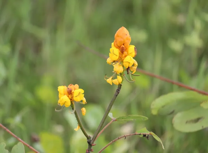 Ringworm senna