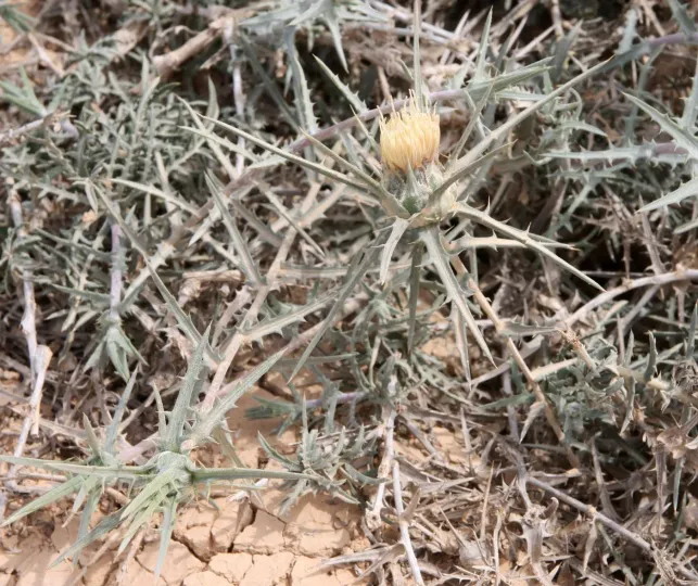 Mareotic safflower