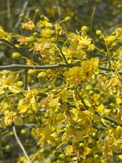 Blue Palo Verde