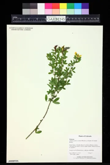 Ракитник Рошеля