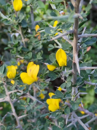 Spiny broom