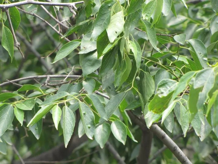 Каркас Бунге