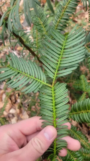 Japanese plum yew