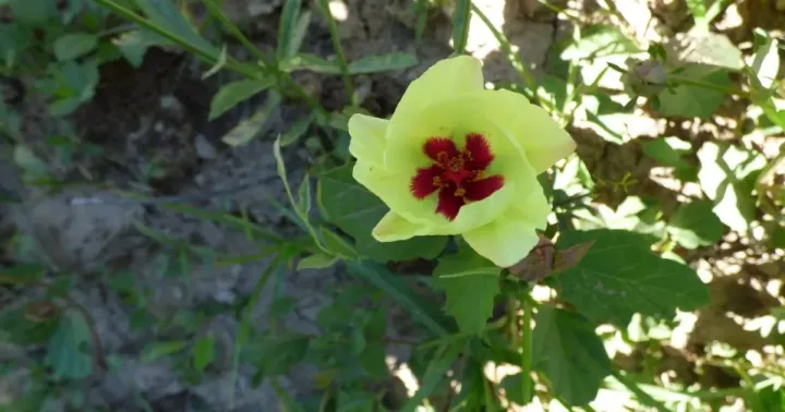 Cienfuegosia digitata