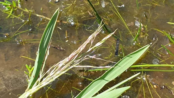 Spiny swamp grass