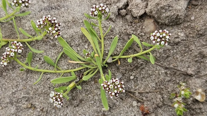 Strapwort