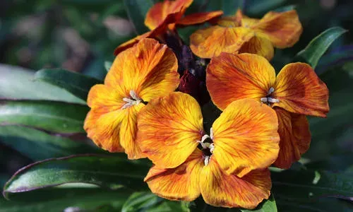 Wallflower