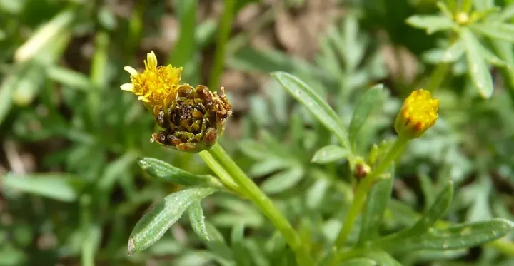 Chrysanthellum americanum