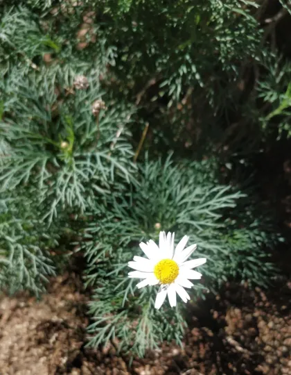 Argyranthemum foeniculaceum