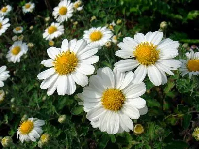 Chrysanthemum makinoi