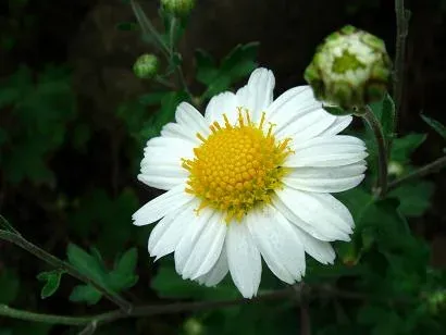 Chrysanthemum shimotomai