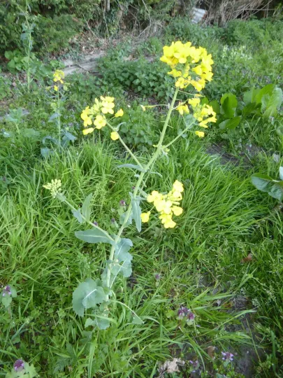 Winter rapeseed
