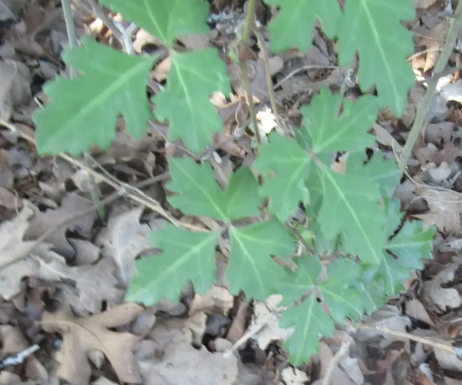 Cissus incisa