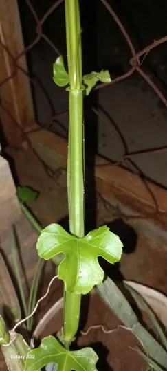 Veldt grape
