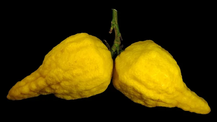 Citron
