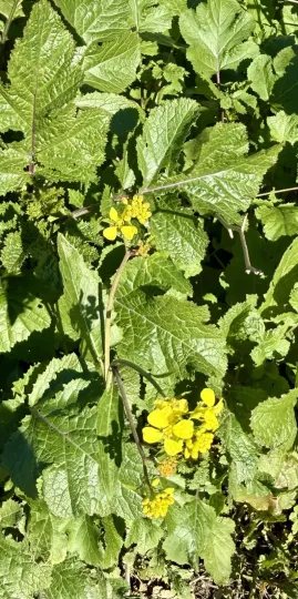 Black mustard