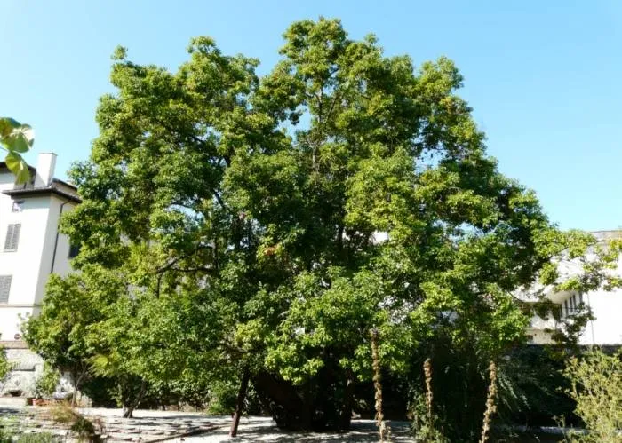 Cinnamomum glanduliferum