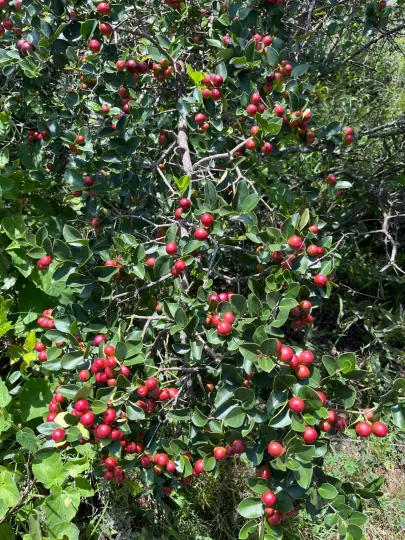Natal plum