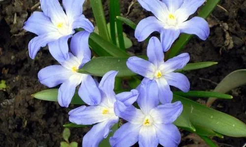 Chionodoxa
