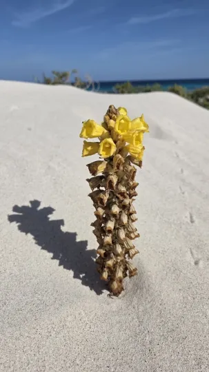 Cistanche phelypaea