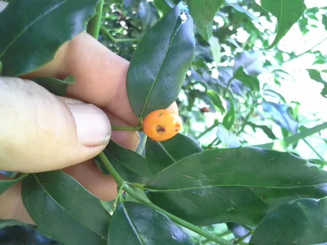 Cassinopsis ilicifolia