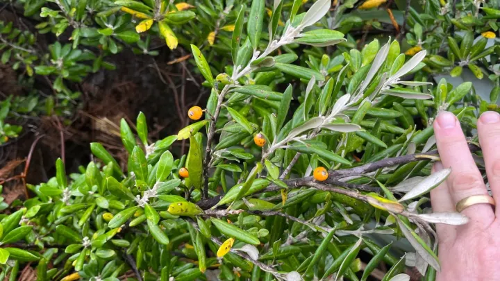 Corokia macrocarpa