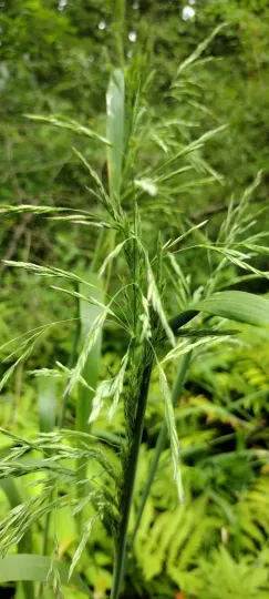 Cinna arundinacea